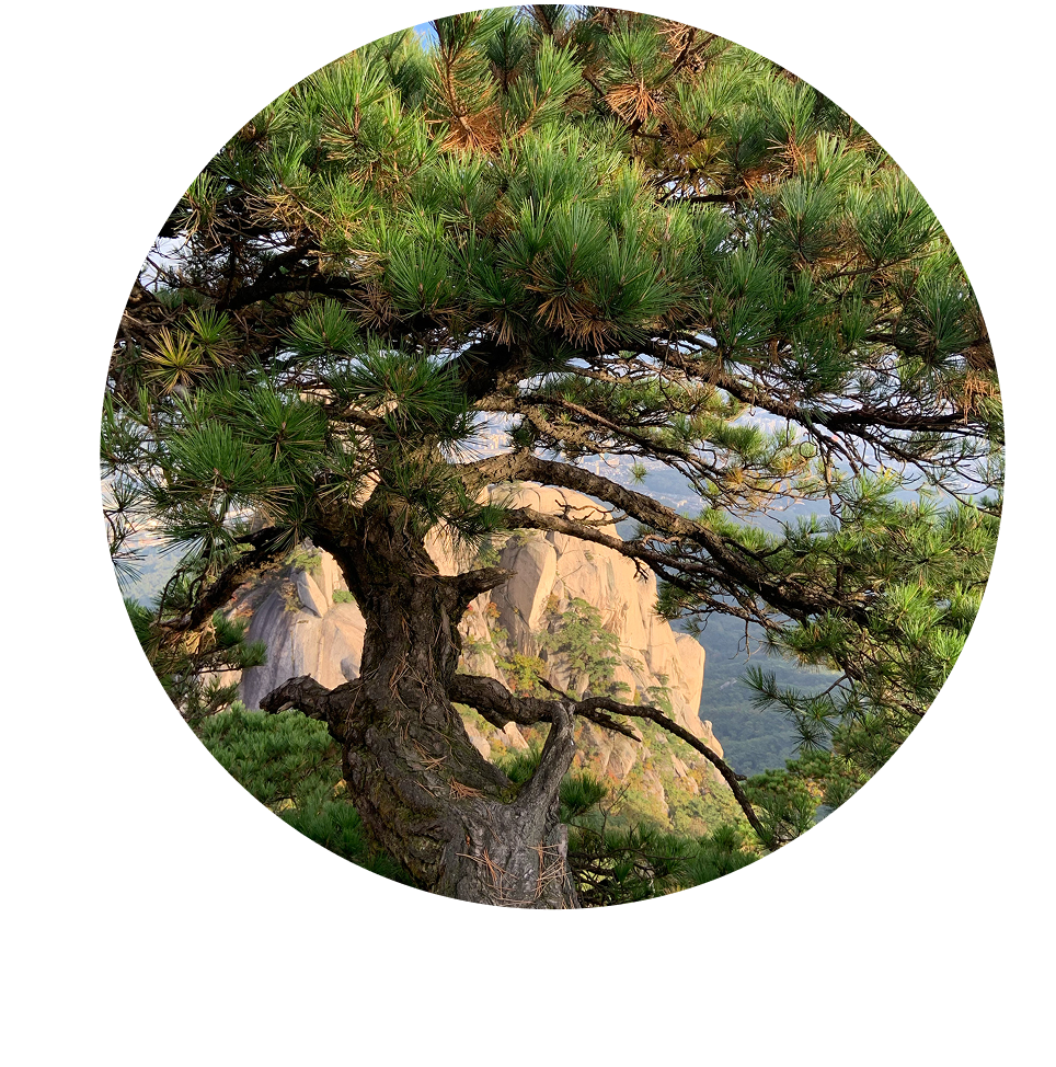 Baum